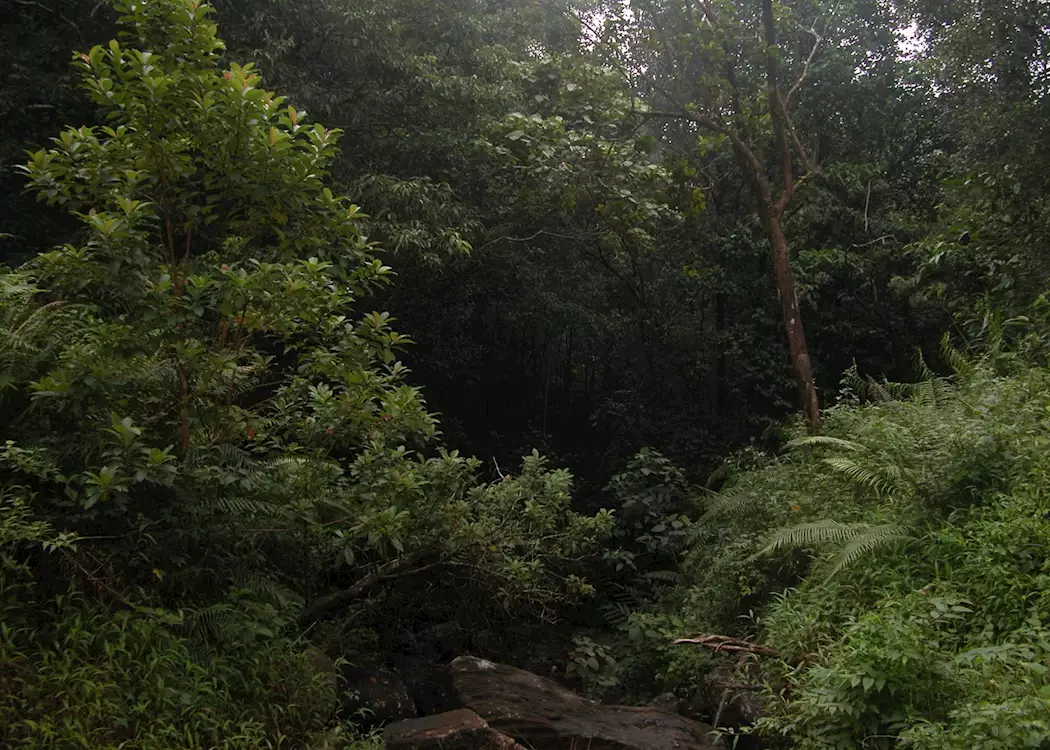 Jungles at Sinharaja, Sri Lanka