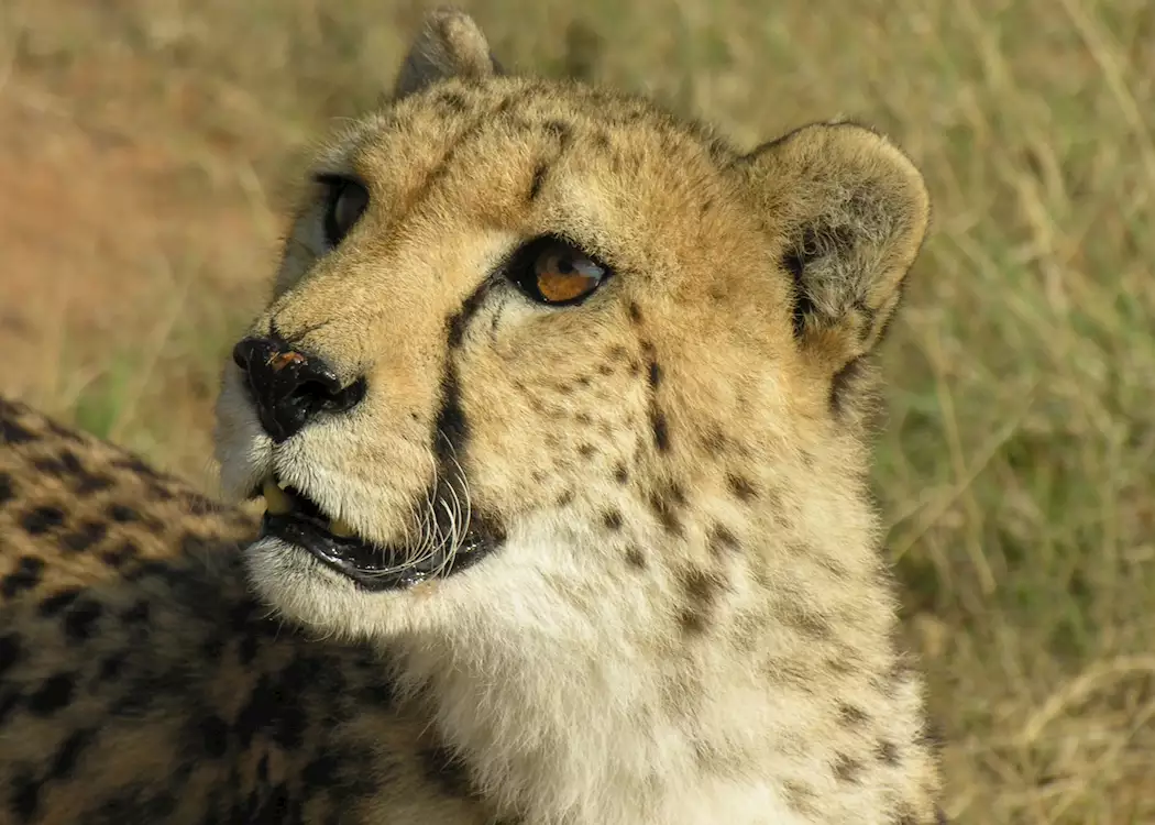 Cheetah in Central Highlands, Namibia
