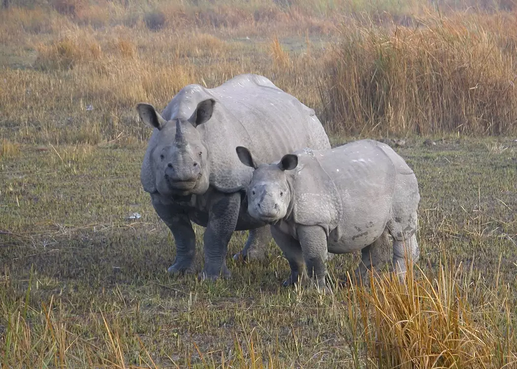 One-horned rhinos, Kaziranga National Park, India