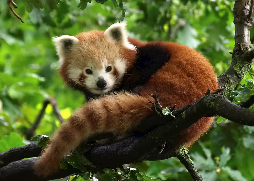 Red Panda, Chengdu