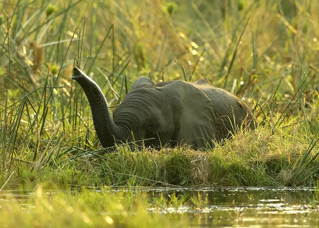 Elephant in the Okavango
