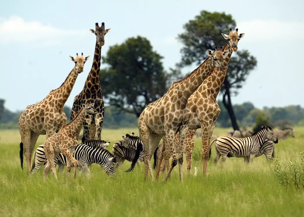 Giraffe and zebra in the Vumbura Concession
