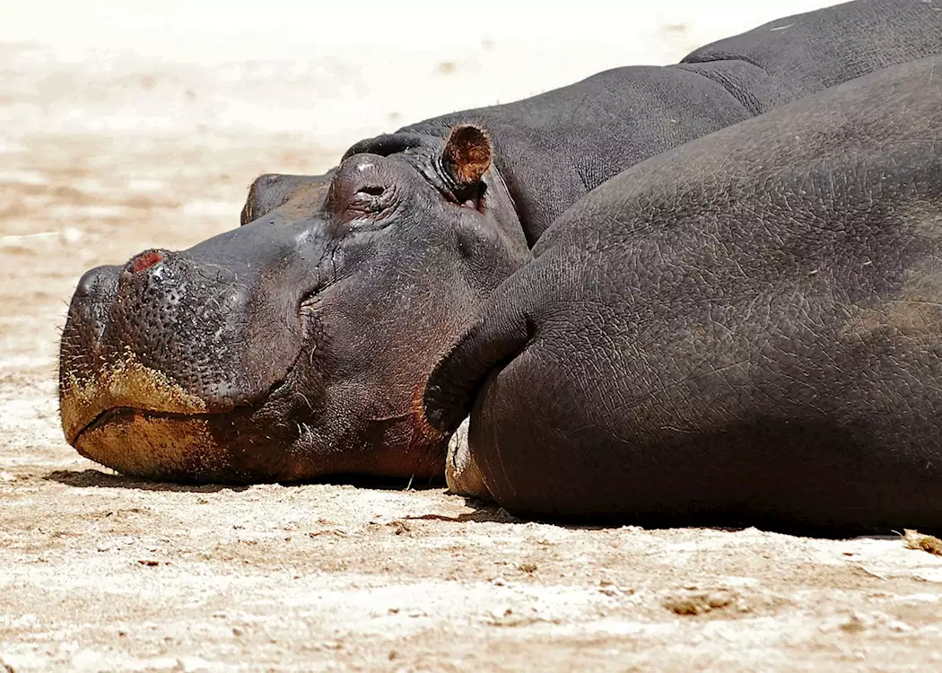 Hippo basking, Murchison Falls National Park