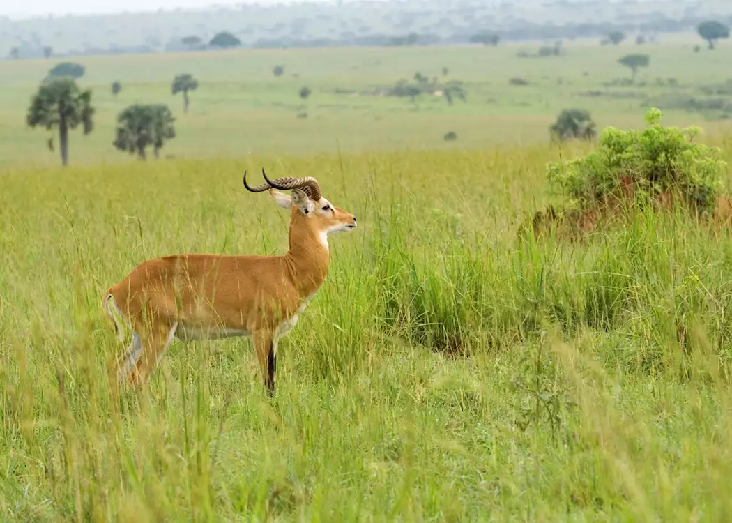 Male Ugandan kob