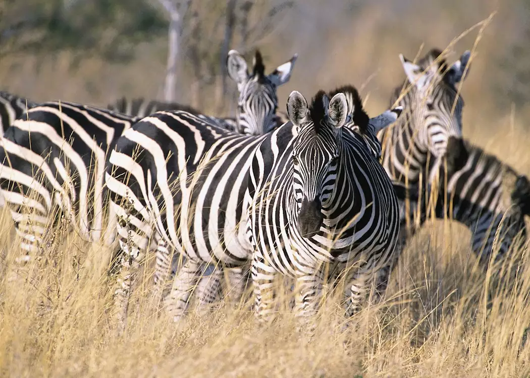 Zebra in the Mudumu National Park