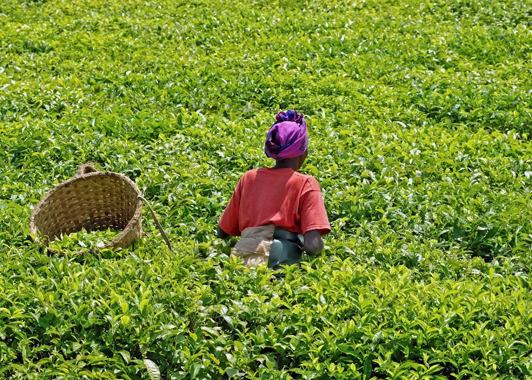 Rwandan tea-picker