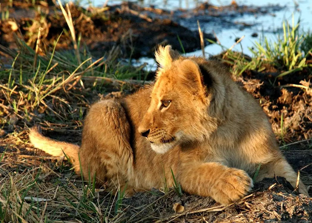 Lion cub in the Moremi Wildlife Reserve