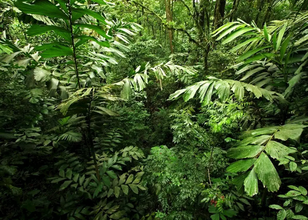 Sinharaja Rainforest, Sri Lanka