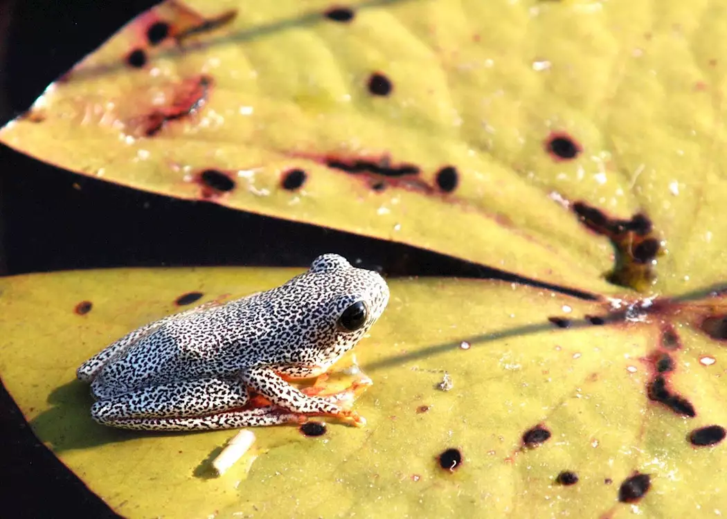 Frog, Moremi Wildlife Reserve