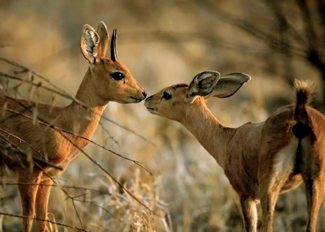Steenbok in the Kalahari