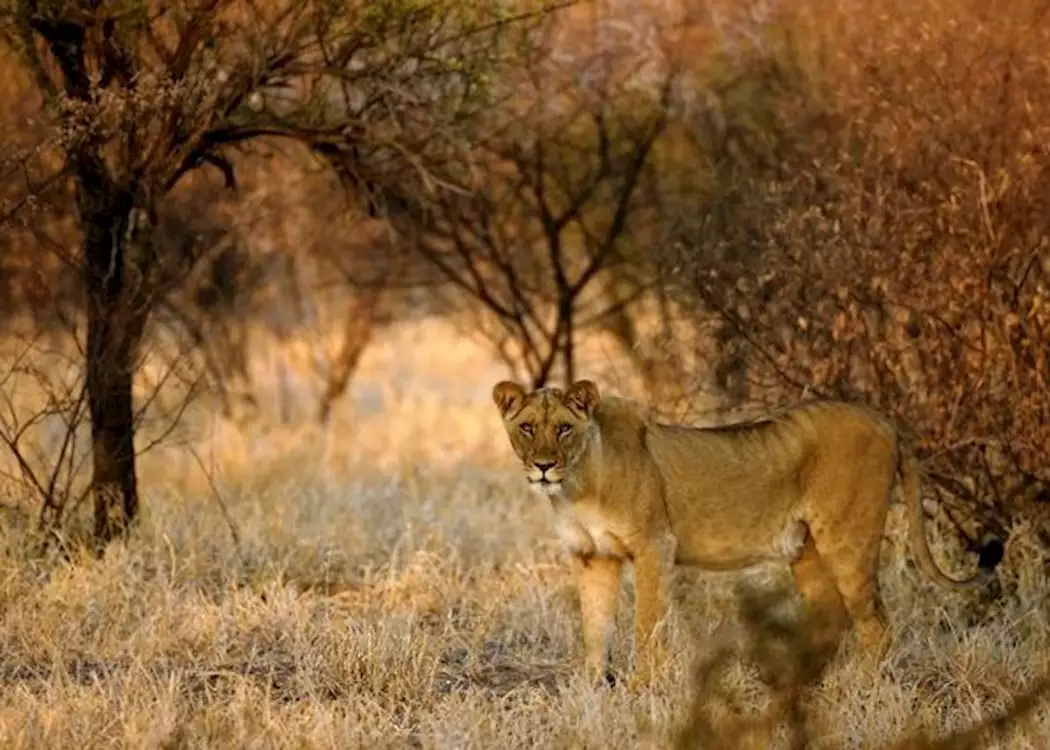 Lionness in the Kalahari