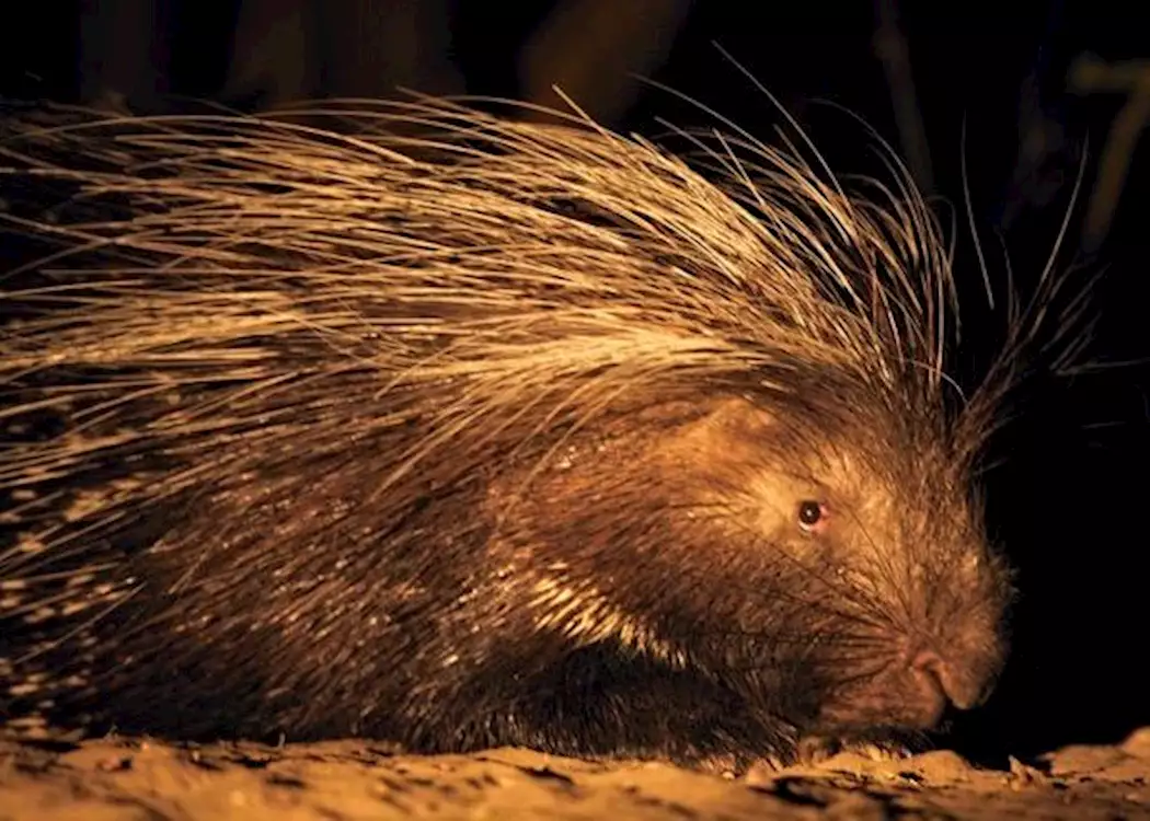 Porcupine in the Kalahari