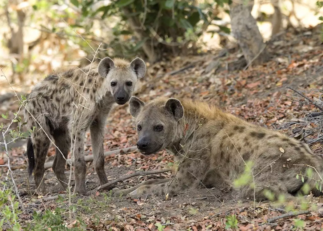 Spotted hyena on Chief's Island