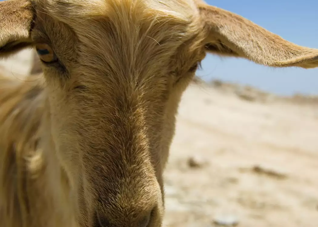 Goats at Jebel Akhdar, Oman