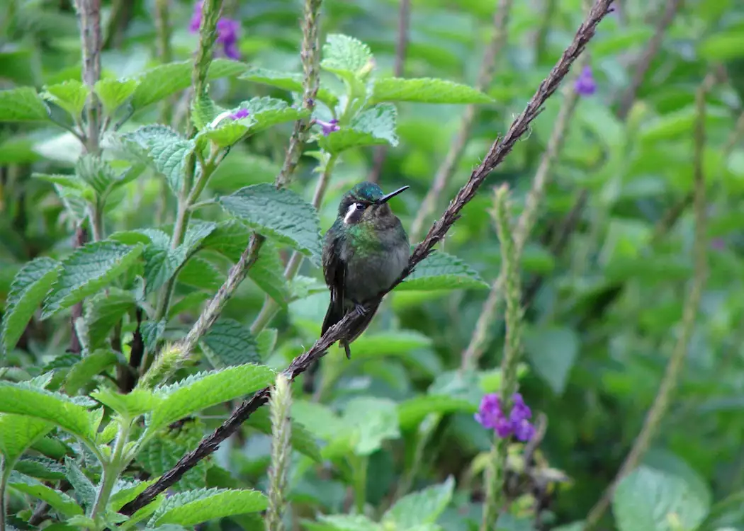 Hummingbird, El Silencio Lodge, Costa Rica