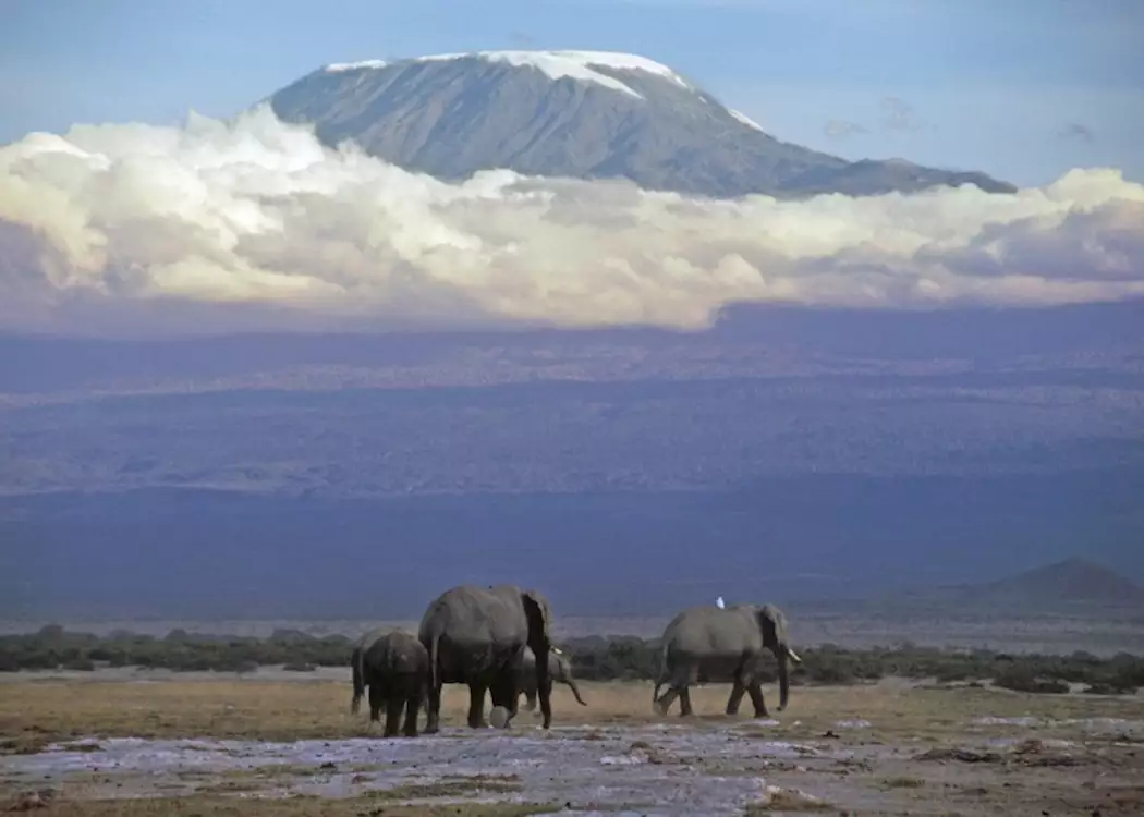 Elephant in Amboseli National Park