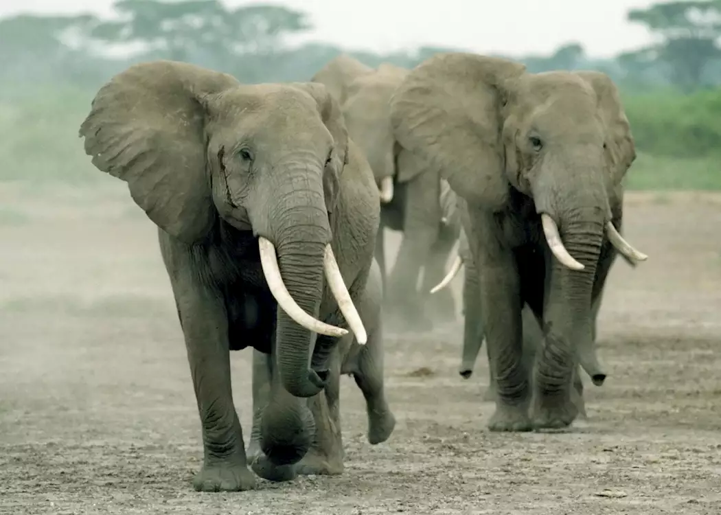 Elephant in Amboseli National Park