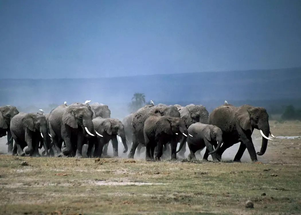 Breeding herd of elephant in Amboseli National Park