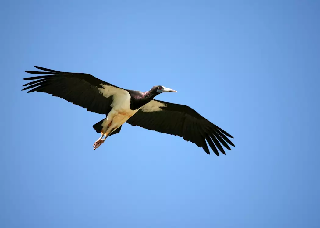 Black stork in Amboseli
