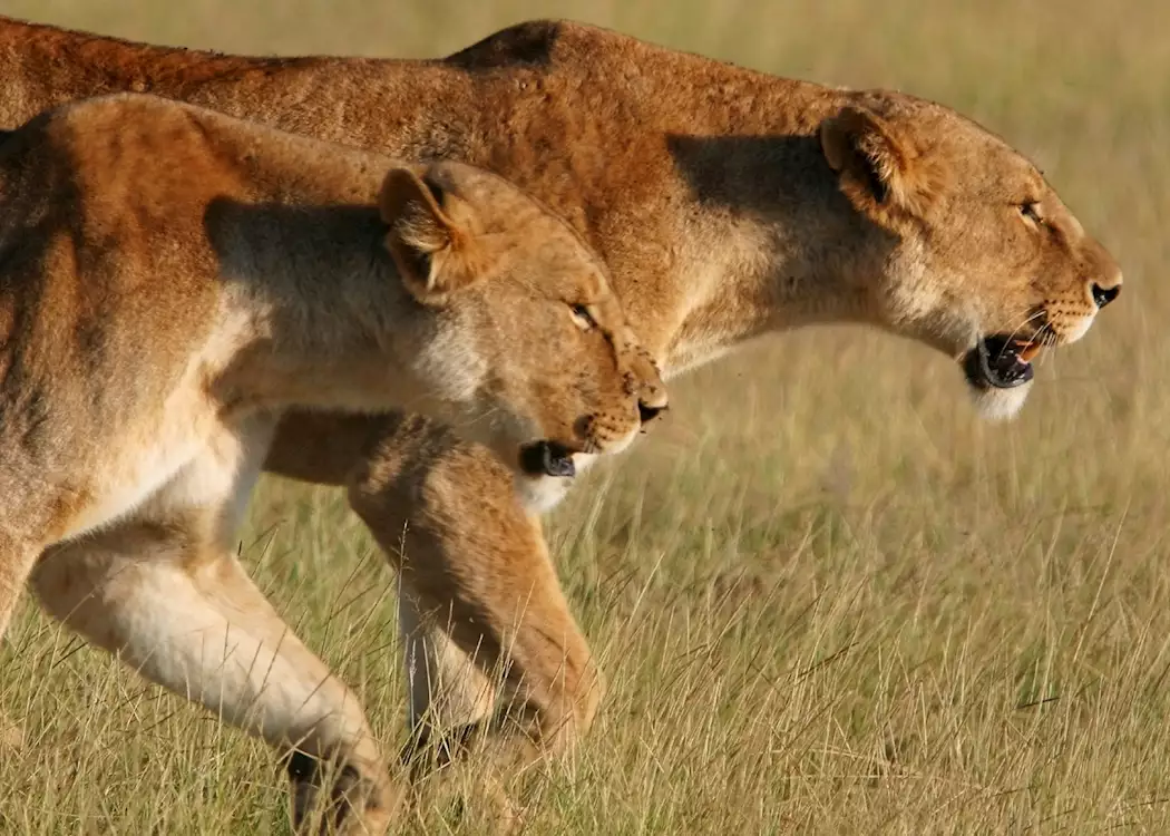 Lionesses in Amboseli
