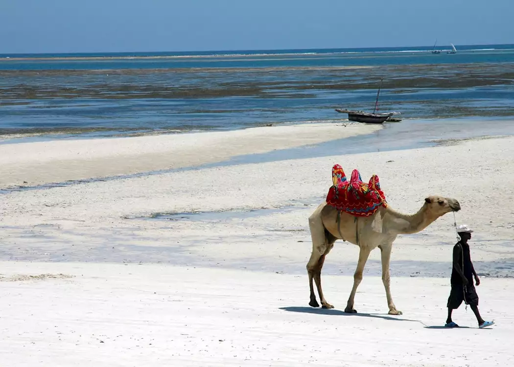 Camel on Diani Beach