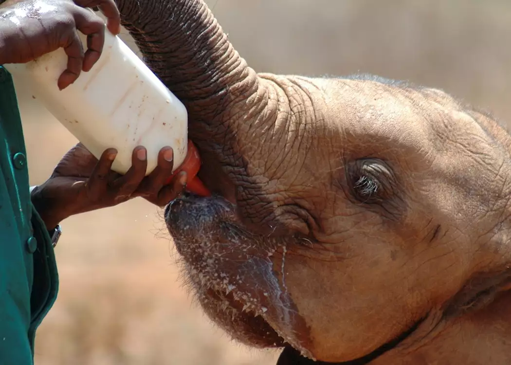 Feeding a young elephant at the Daphne Sheldrick Elephant Orphanage