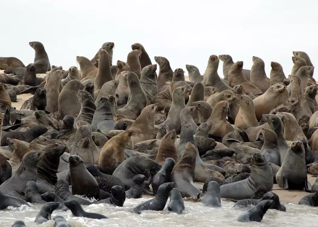 Seals at Pelican Point