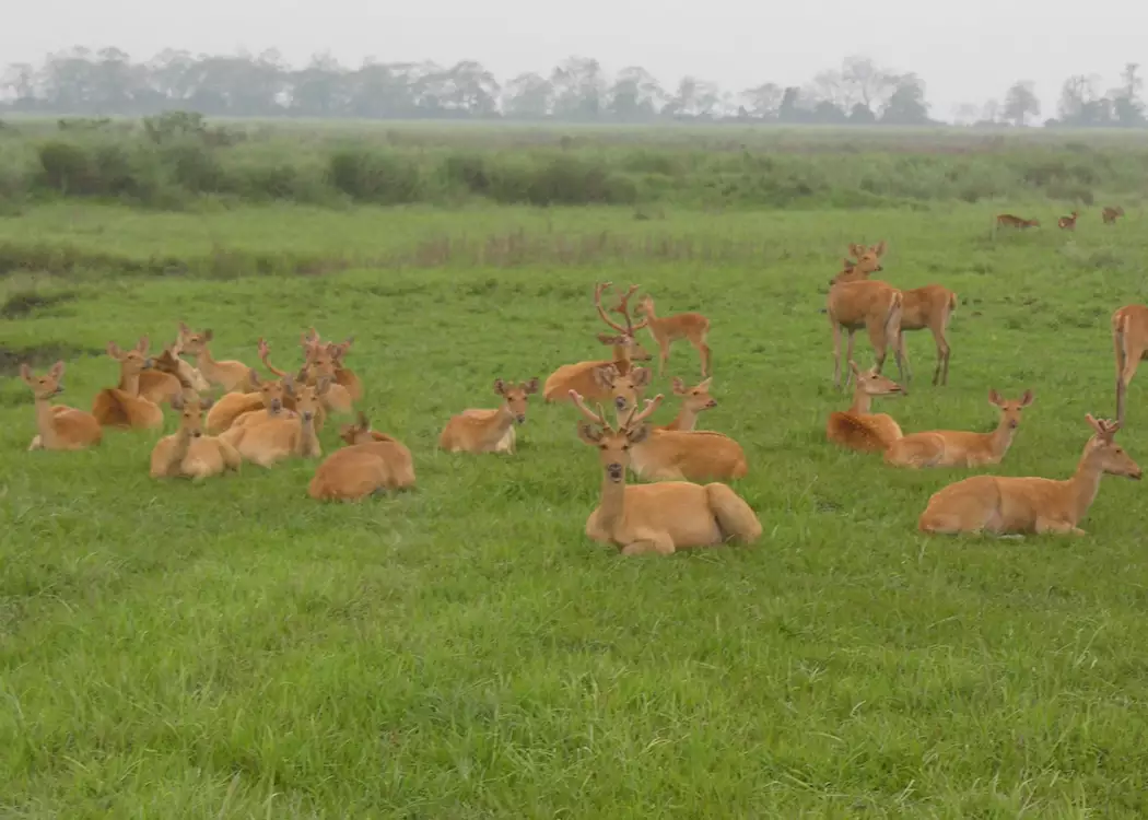Herd of swamp deer, Kaziranga National Park, India