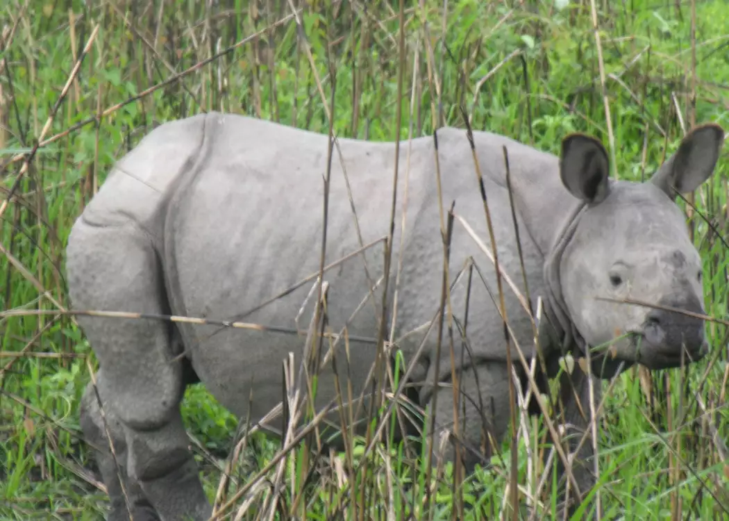 One horned rhino calf,  Kaziranga National Park