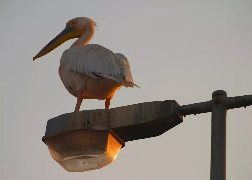 White pelican resting on a lamp post