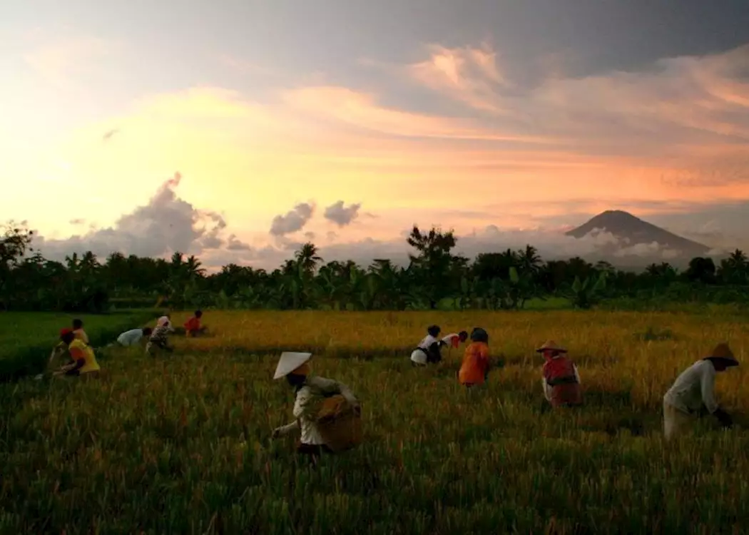 Rice fields in central Java, Indonesia