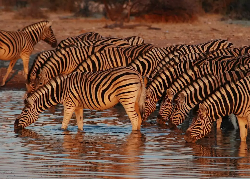 Zebra drinking from an Etosha waterhole