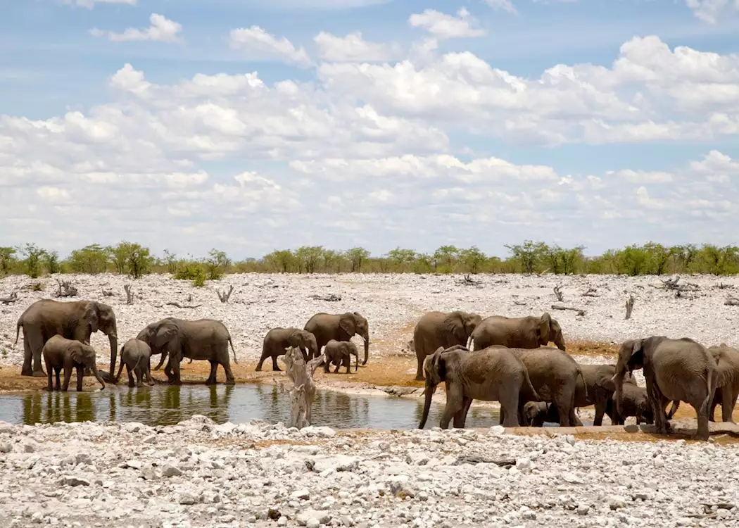Elephant in Etosha National Park