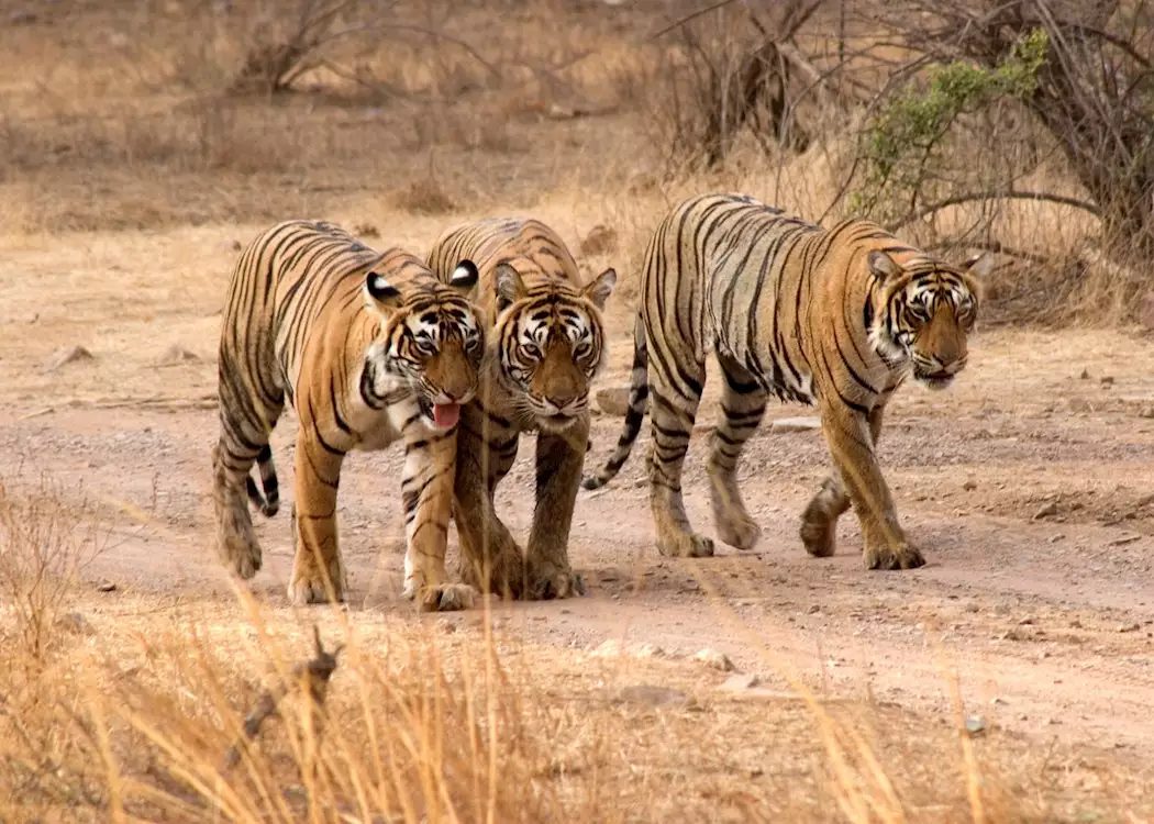 Female Bengal tiger and her cubs