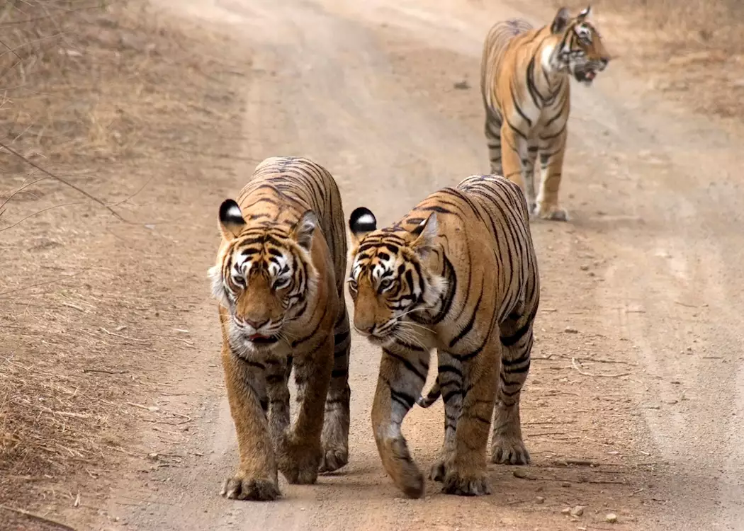 Tiger and her cubs, Ranthambhore National Park