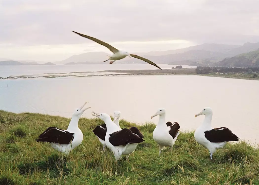 Royal albatross, Otago Peninsula