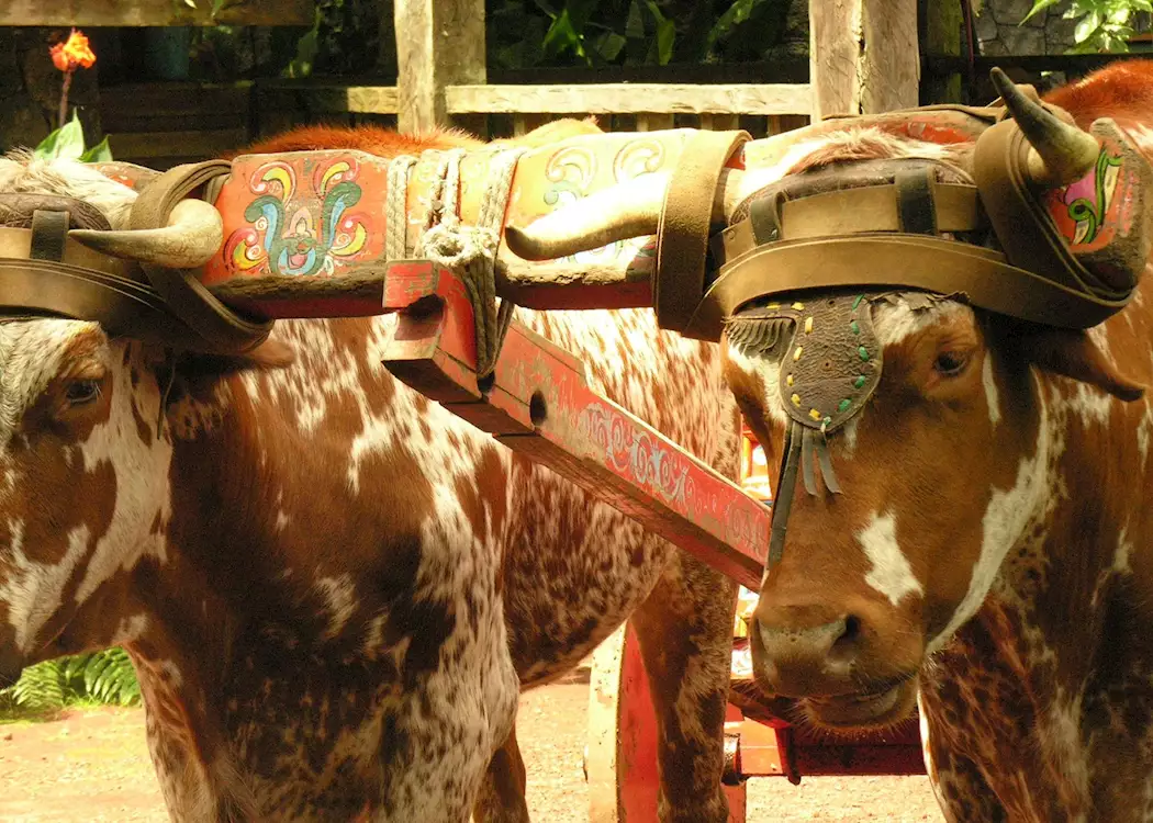 Traditional Ox-cart in Costa Rica