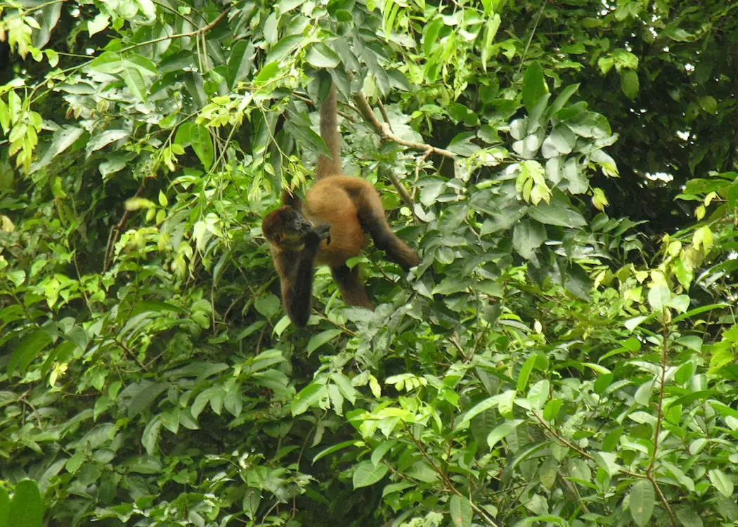 Spider monkey, Costa Rica