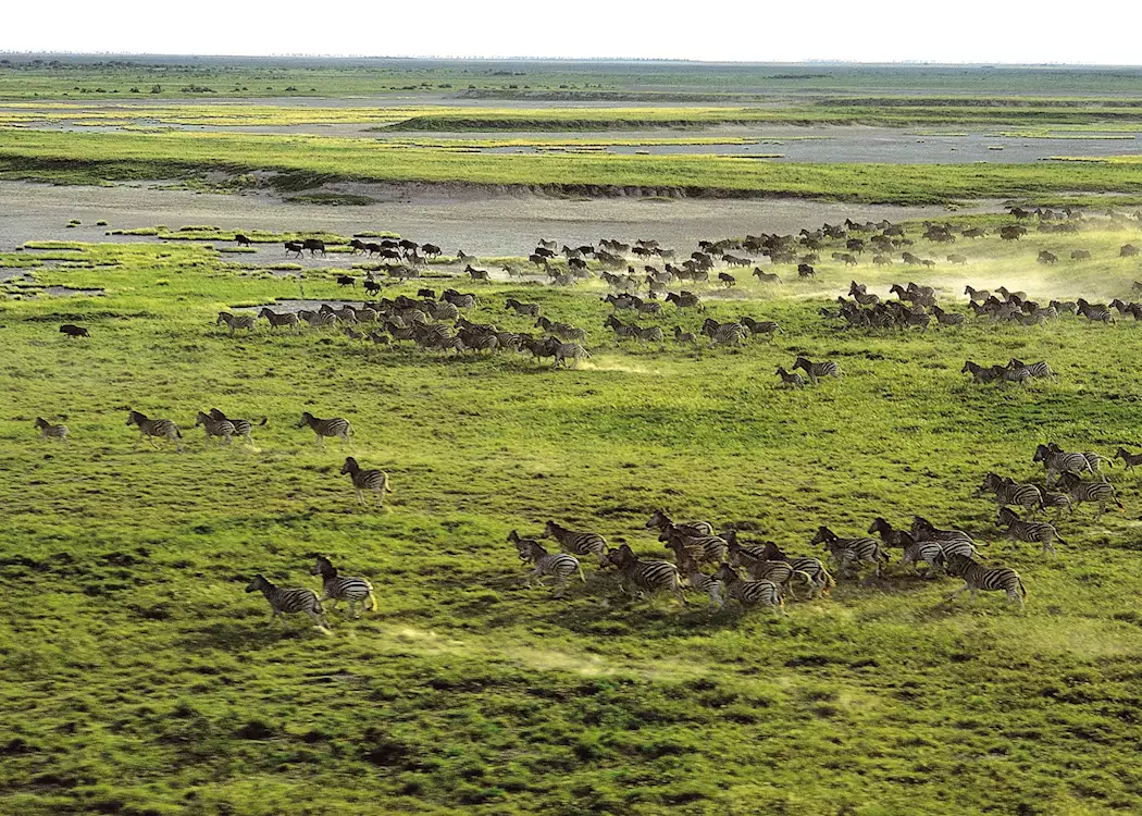 Zebra migration, Makgadikgadi Pans
