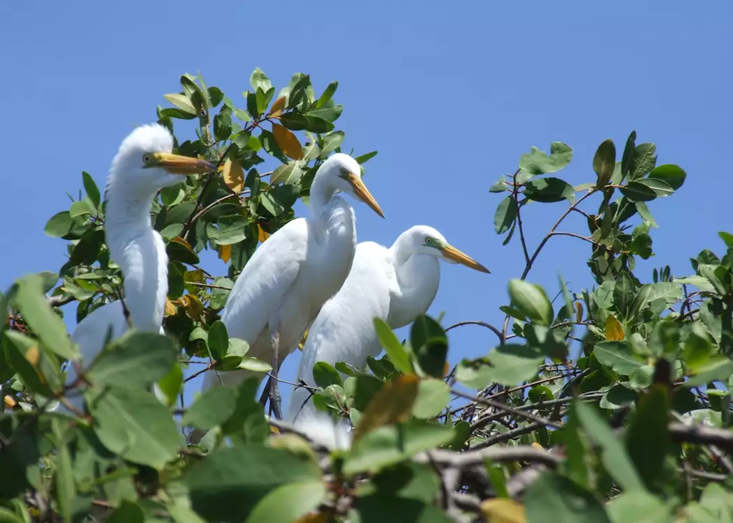 Great egrets, Juan Venado Island