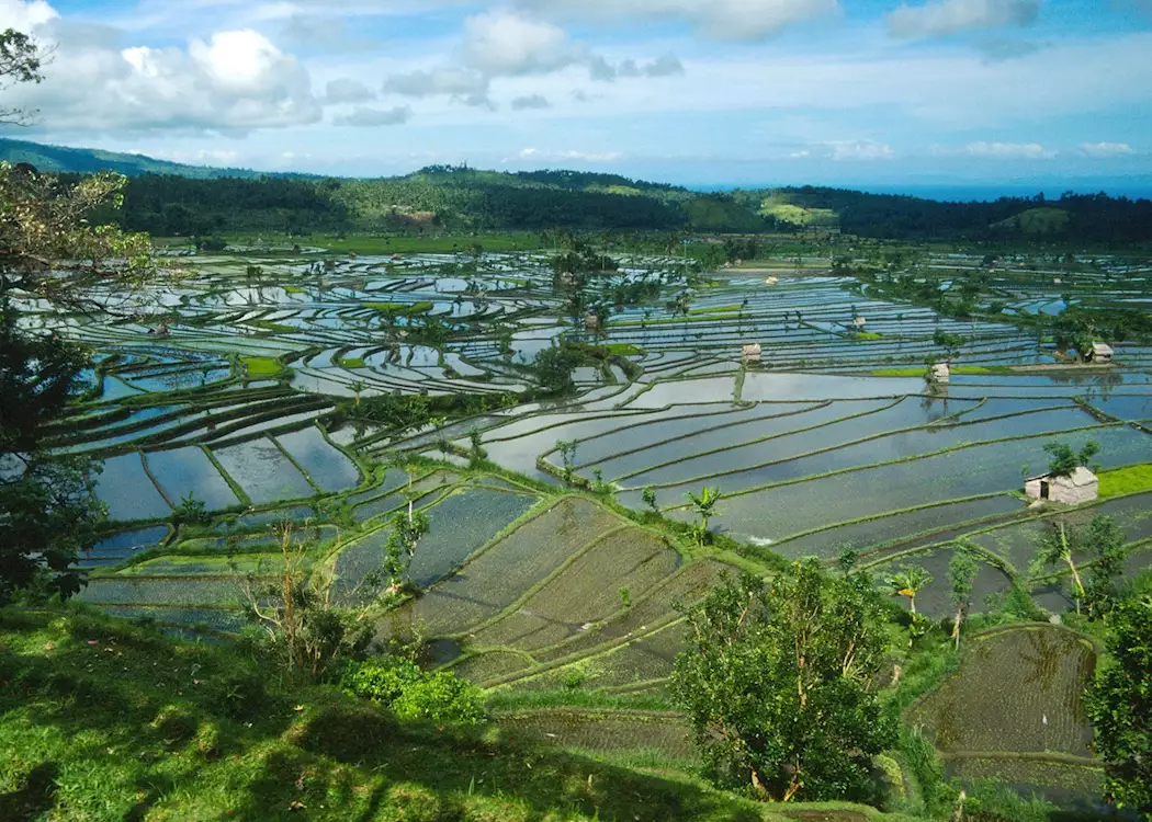 Paddy fields, Bali, Indonesia