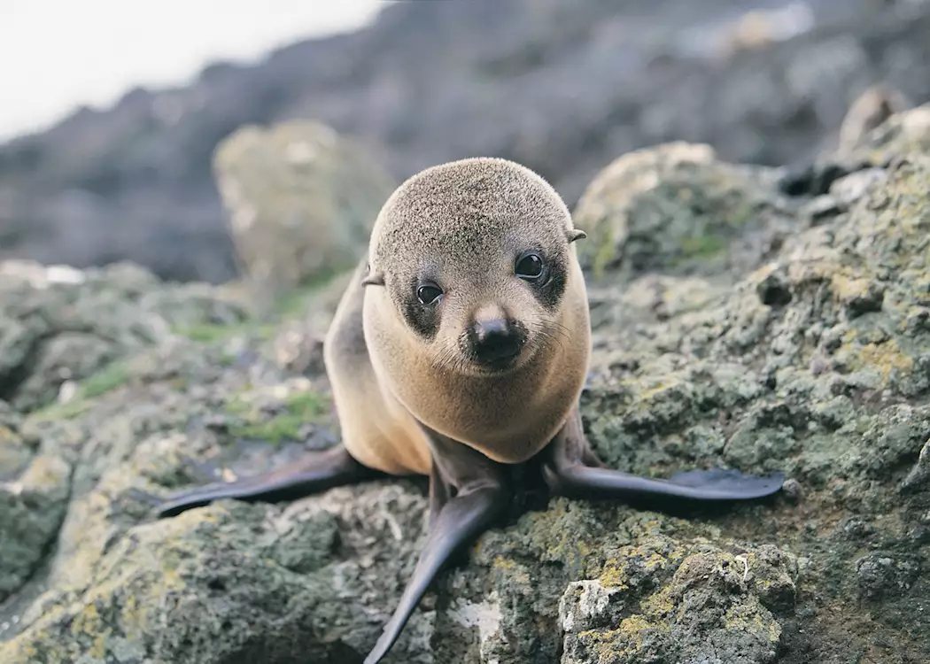 Seal pup, Otago Peninsula