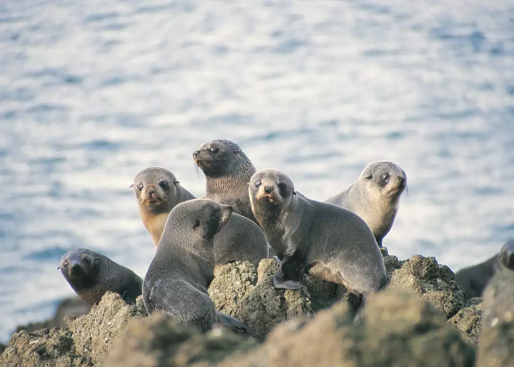 Seal pups, Dunedin