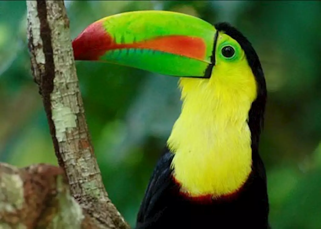 Toucan, Pacuare Lodge
