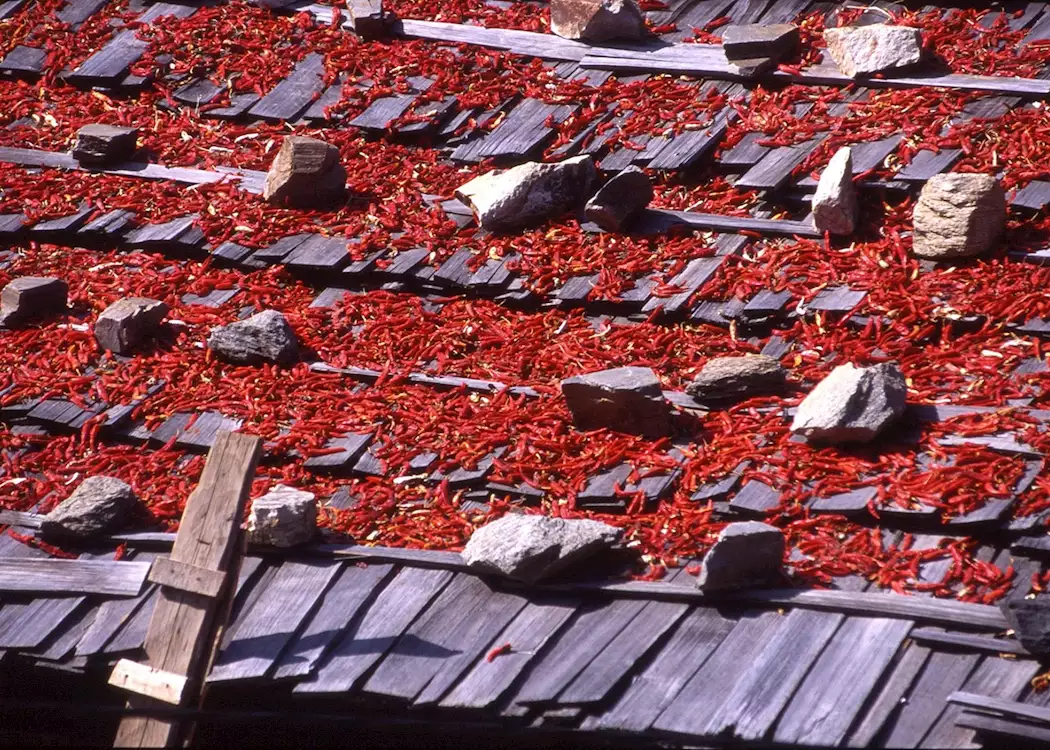 Chillies drying on roof