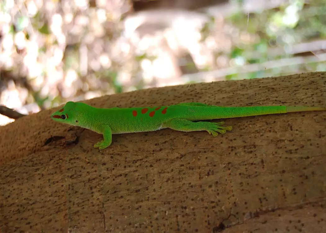 Giant day gecko, Ankarana Special Reserve, Madagascar