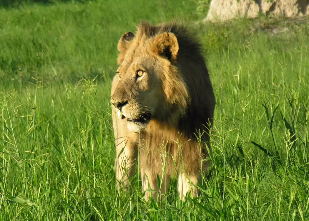 Lion, Kwara Concession