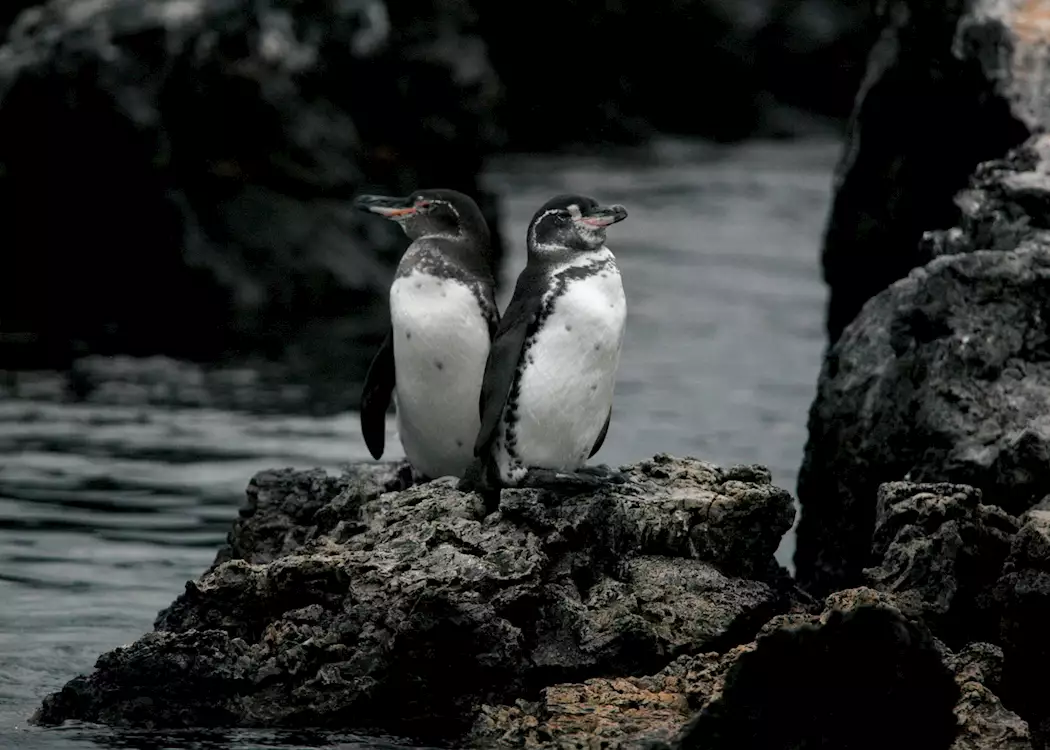 Galapagos Penguins