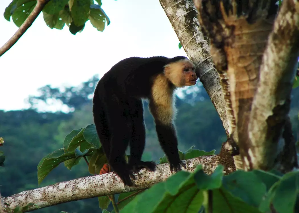 Capuchin Monkey, Lapa Rios