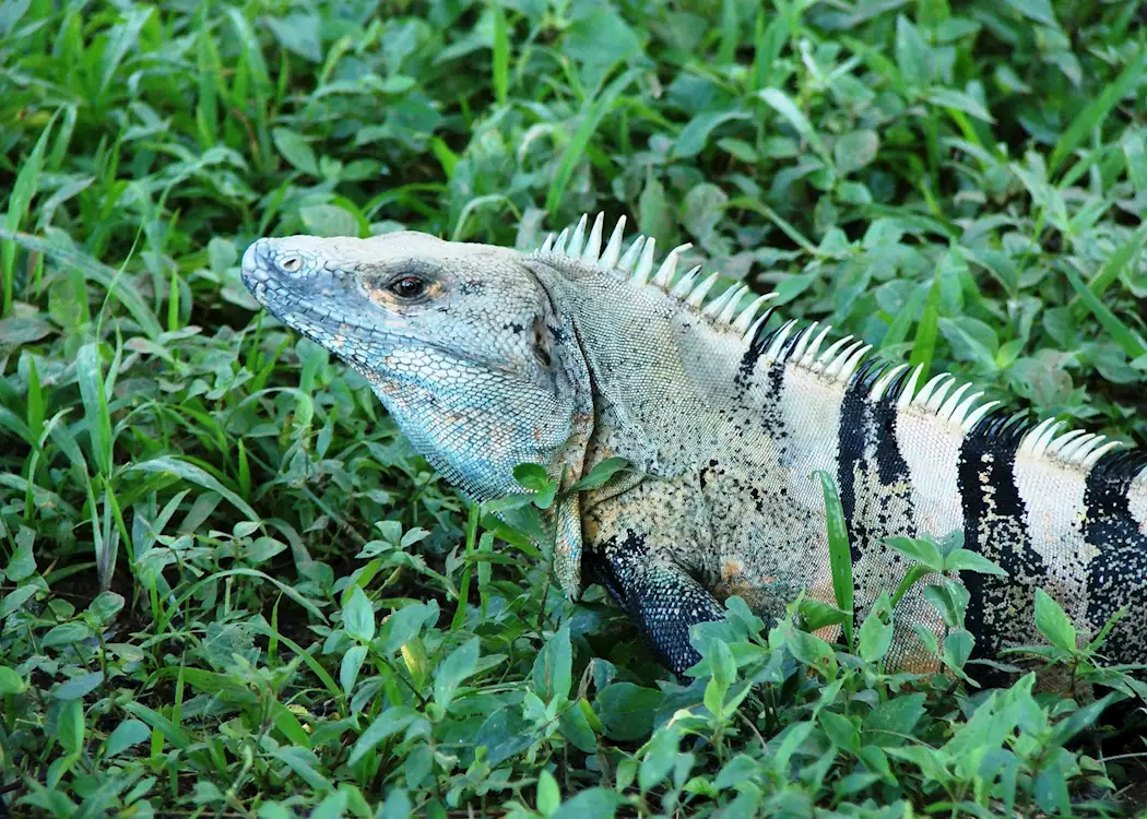 Black iguana, Arenal